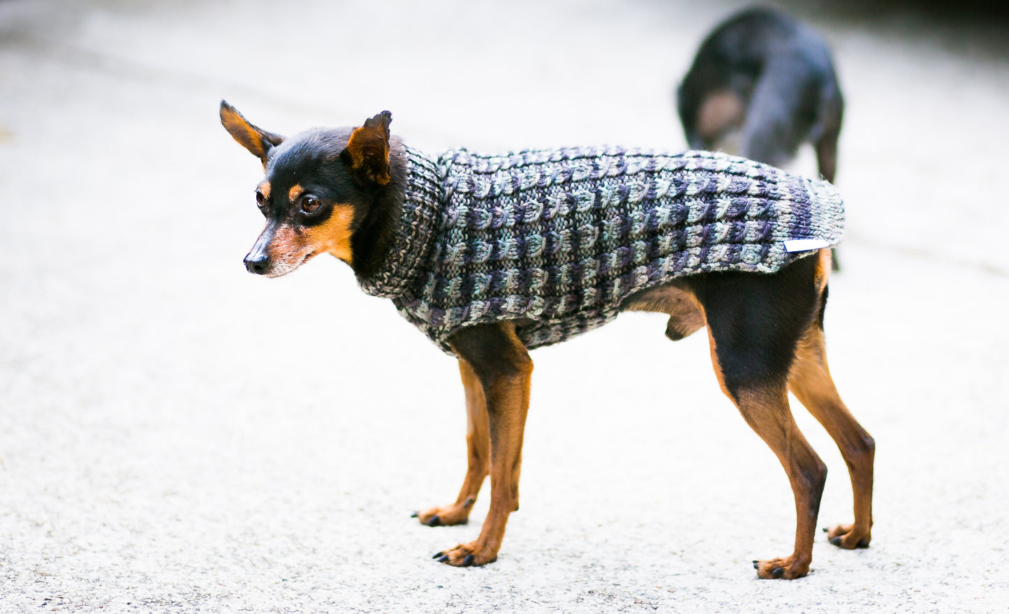 Cat & Dog Pet Sweaters in Pullman - LAST OF THIS COLORWAY!