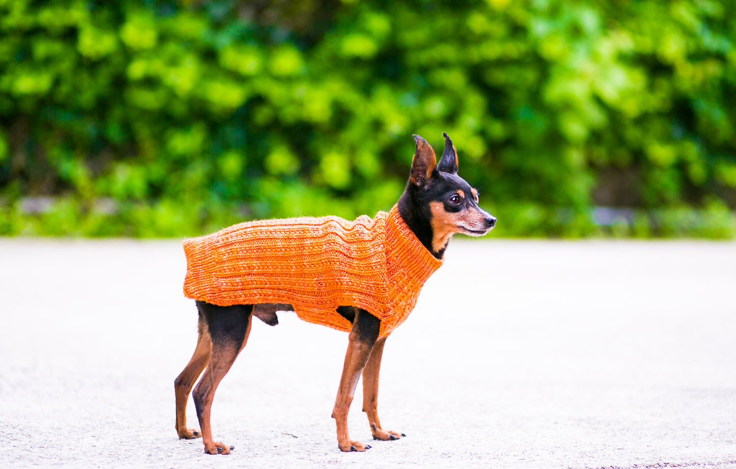 Cat & Dog Pet Sweaters in Satsuma - LAST OF THIS COLORWAY!