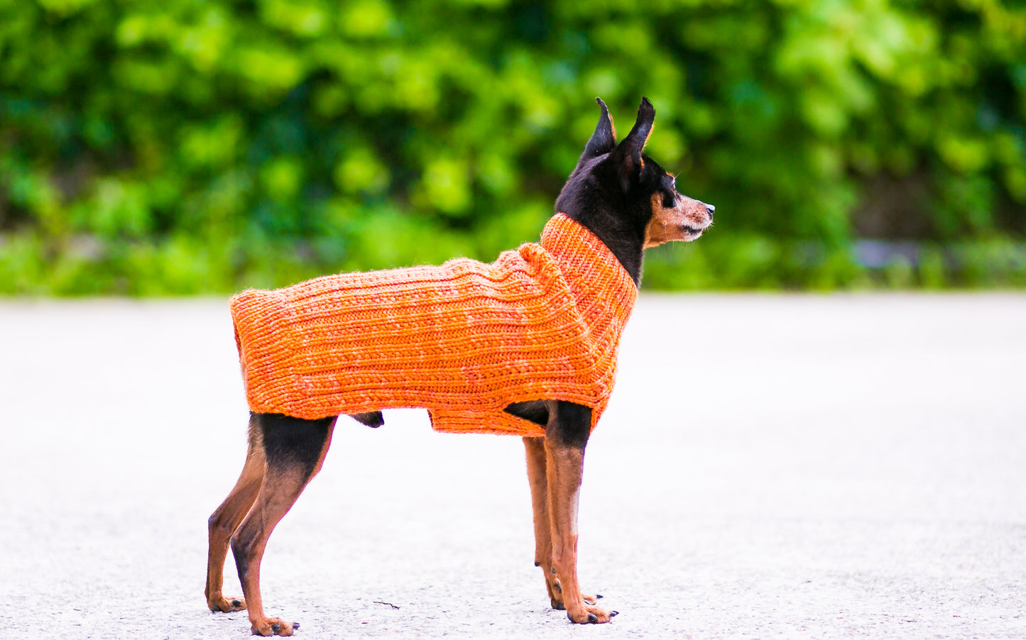 Cat & Dog Pet Sweaters in Satsuma - LAST OF THIS COLORWAY!