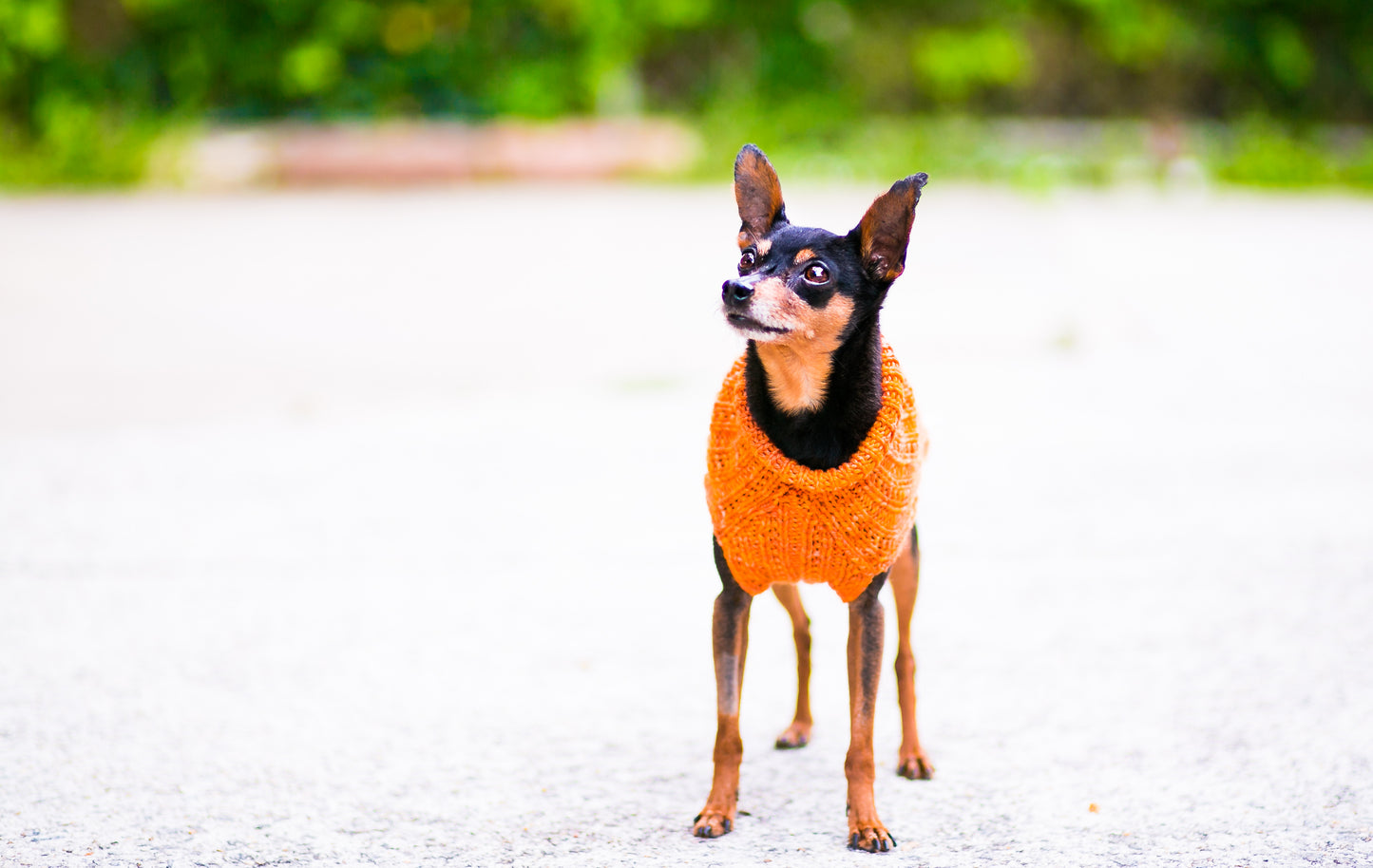 Cat & Dog Pet Sweaters in Satsuma - LAST OF THIS COLORWAY!