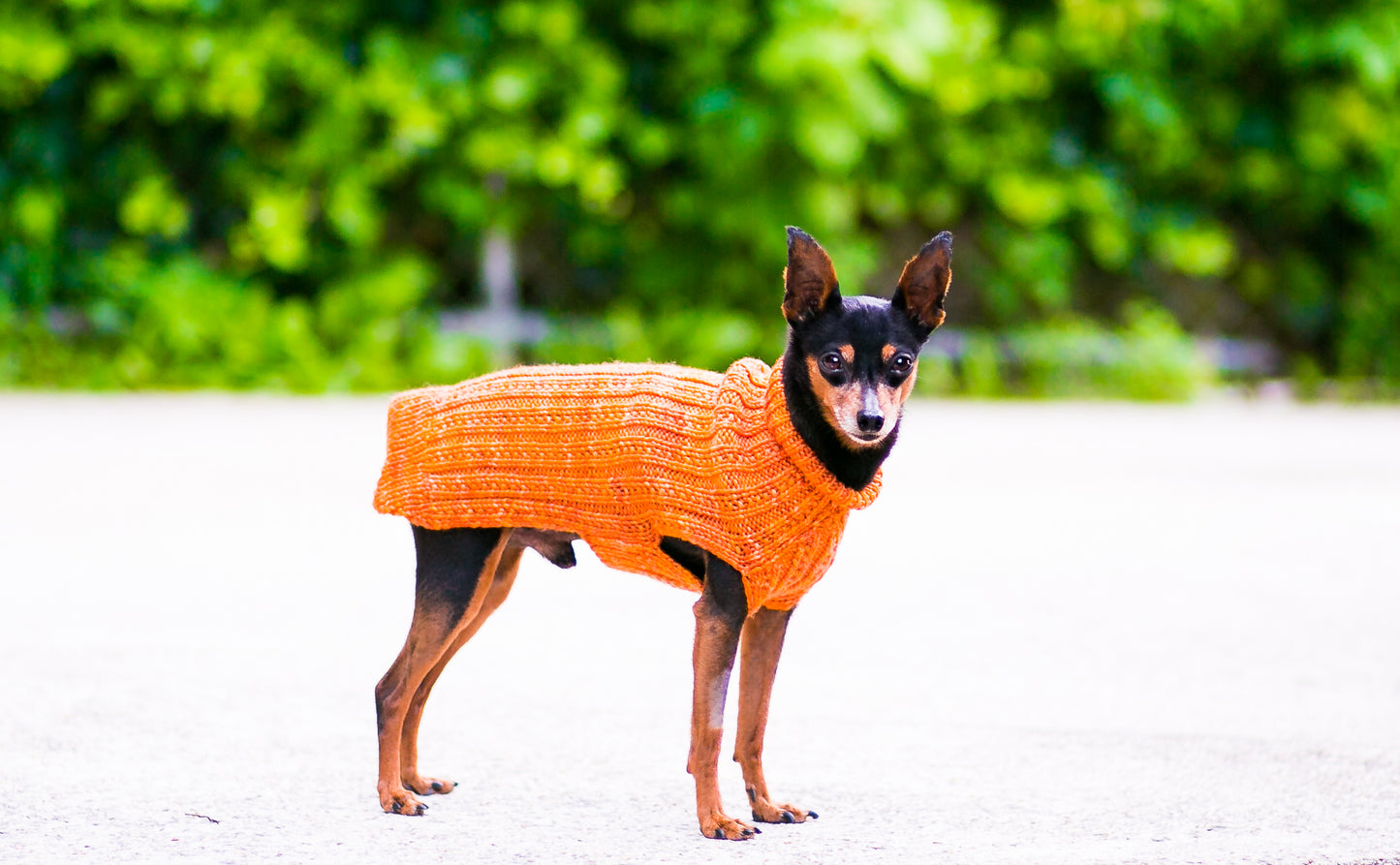 Cat & Dog Pet Sweaters in Satsuma - LAST OF THIS COLORWAY!