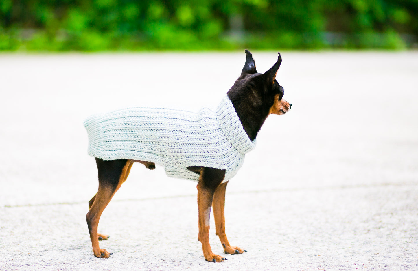 Cat & Dog Pet Sweaters in Jasmine