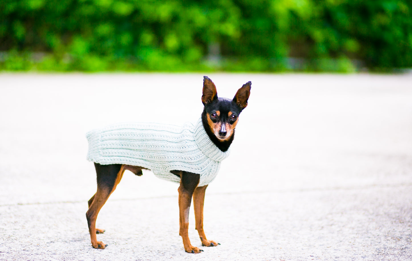 Cat & Dog Pet Sweaters in Jasmine