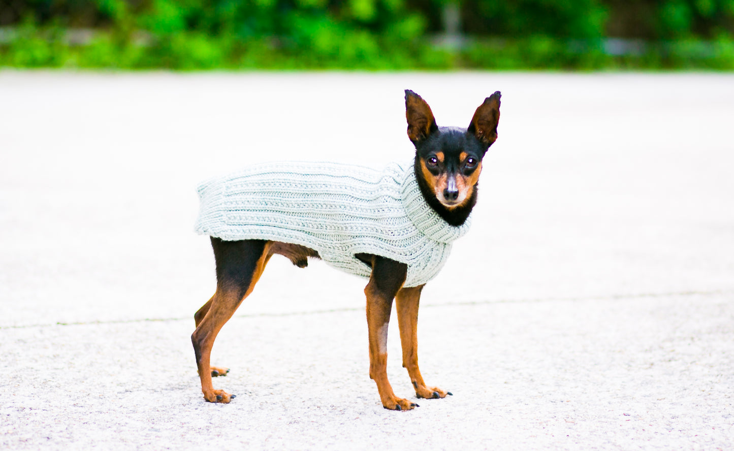 Cat & Dog Pet Sweaters in Jasmine