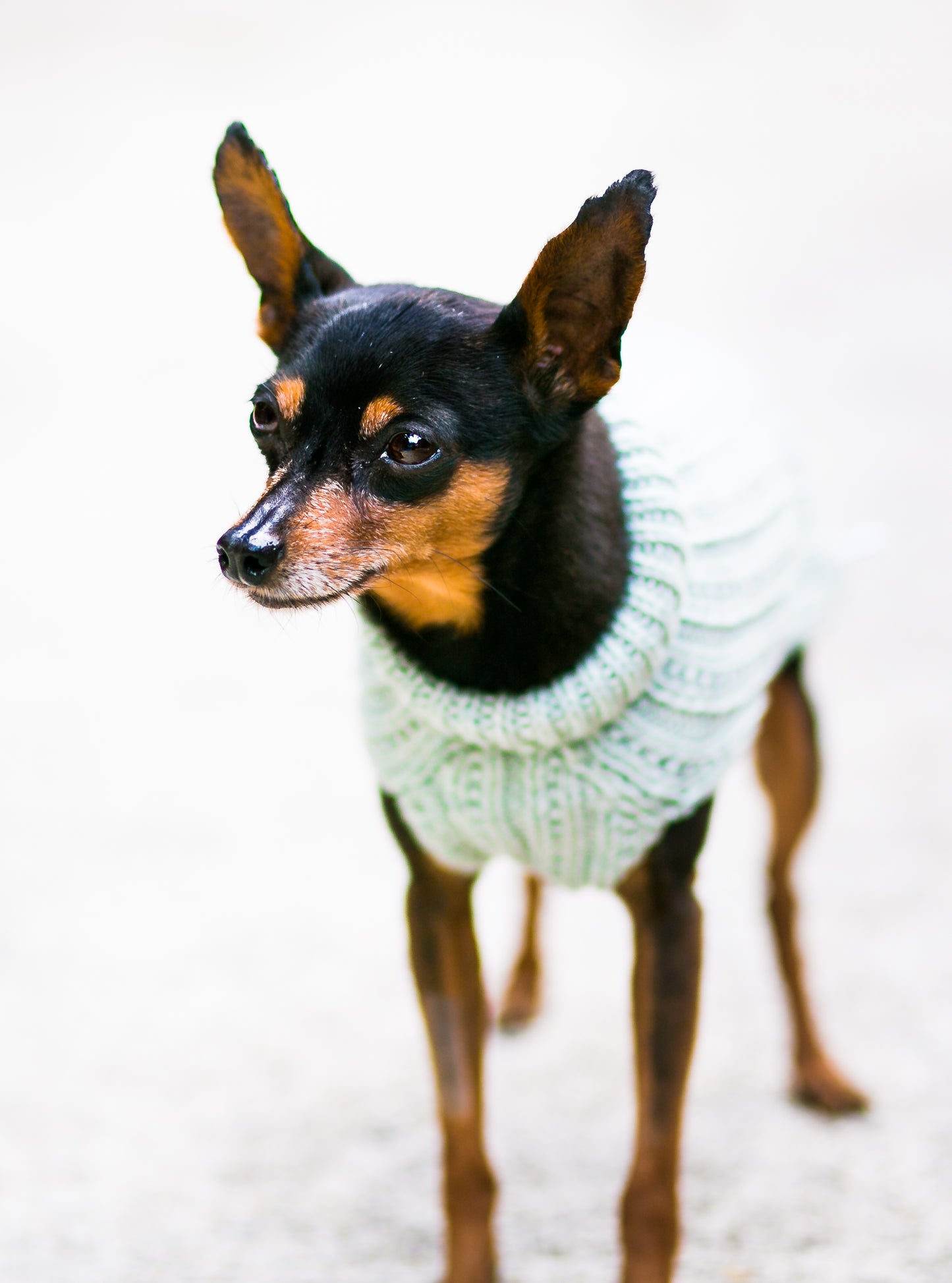 Cat & Dog Pet Sweaters in Jasmine
