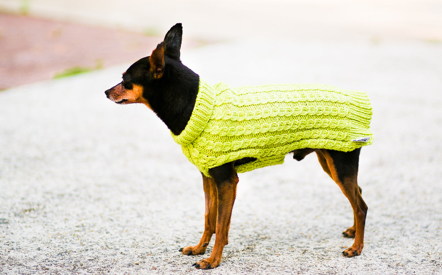 Cat & Dog Pet Sweaters in Melon