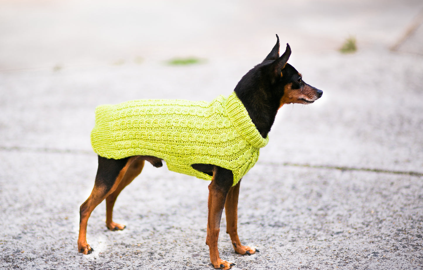 Cat & Dog Pet Sweaters in Melon