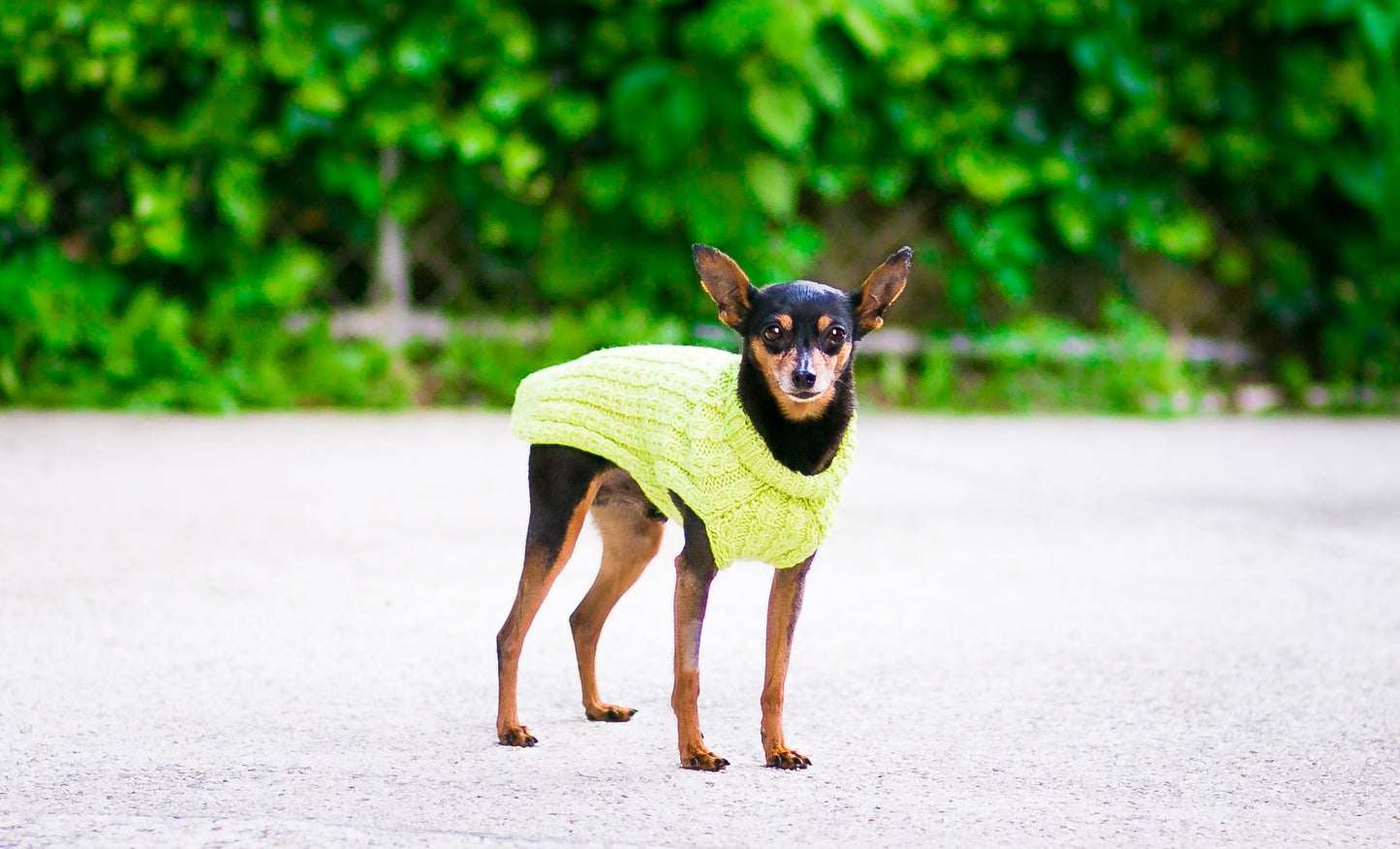 Cat & Dog Pet Sweaters in Melon