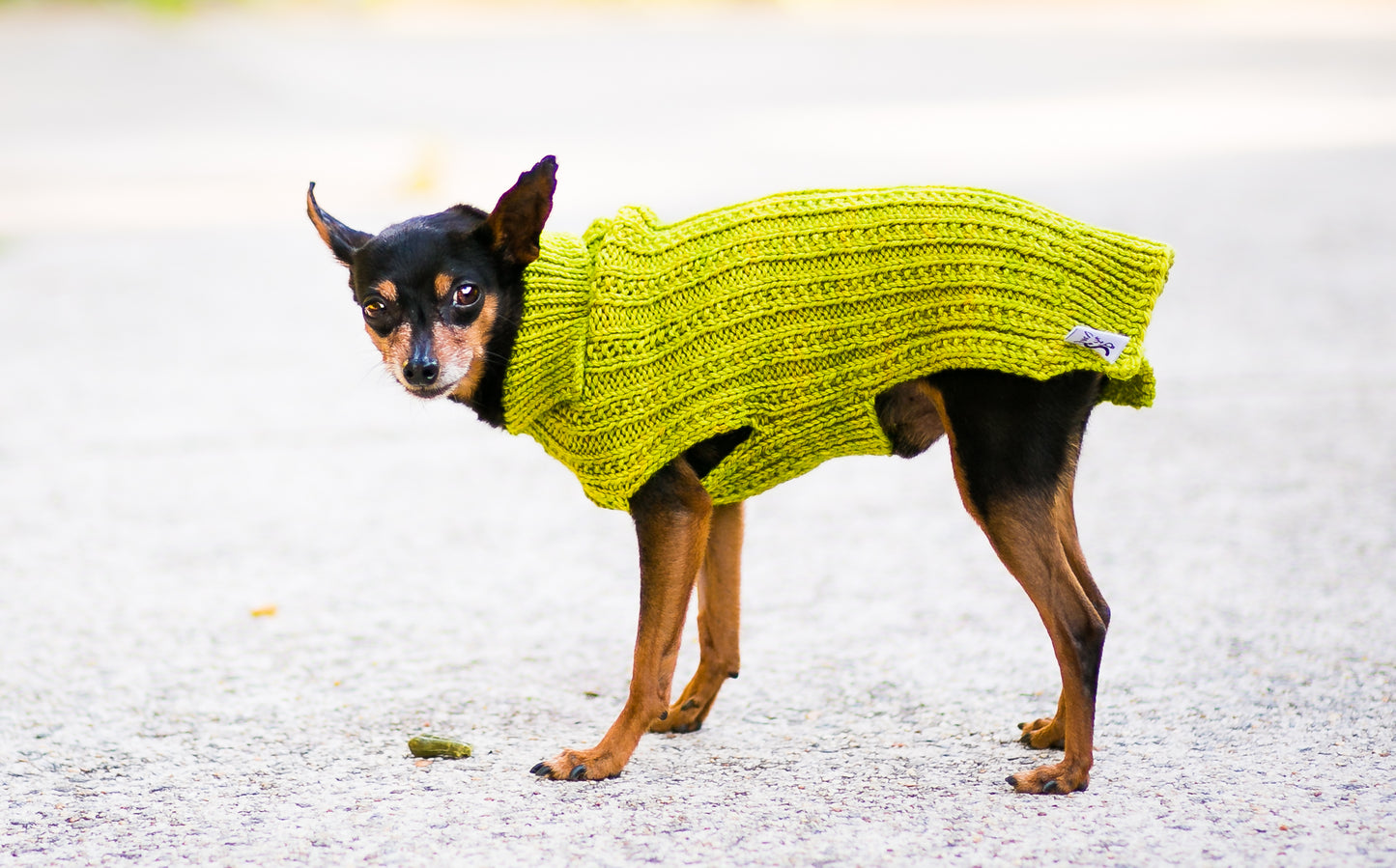 Cat & Dog Pet Sweaters in Pistachio