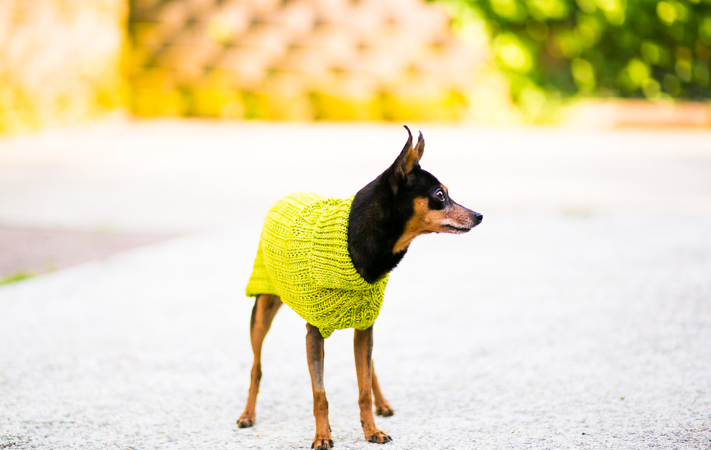 Cat & Dog Pet Sweaters in Pistachio