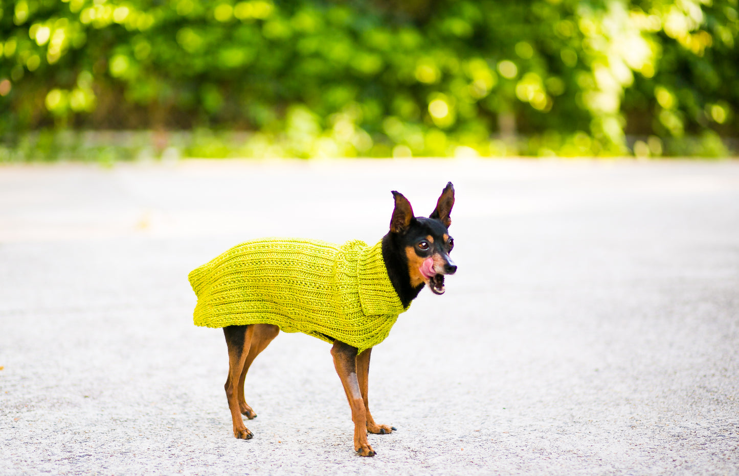 Cat & Dog Pet Sweaters in Pistachio