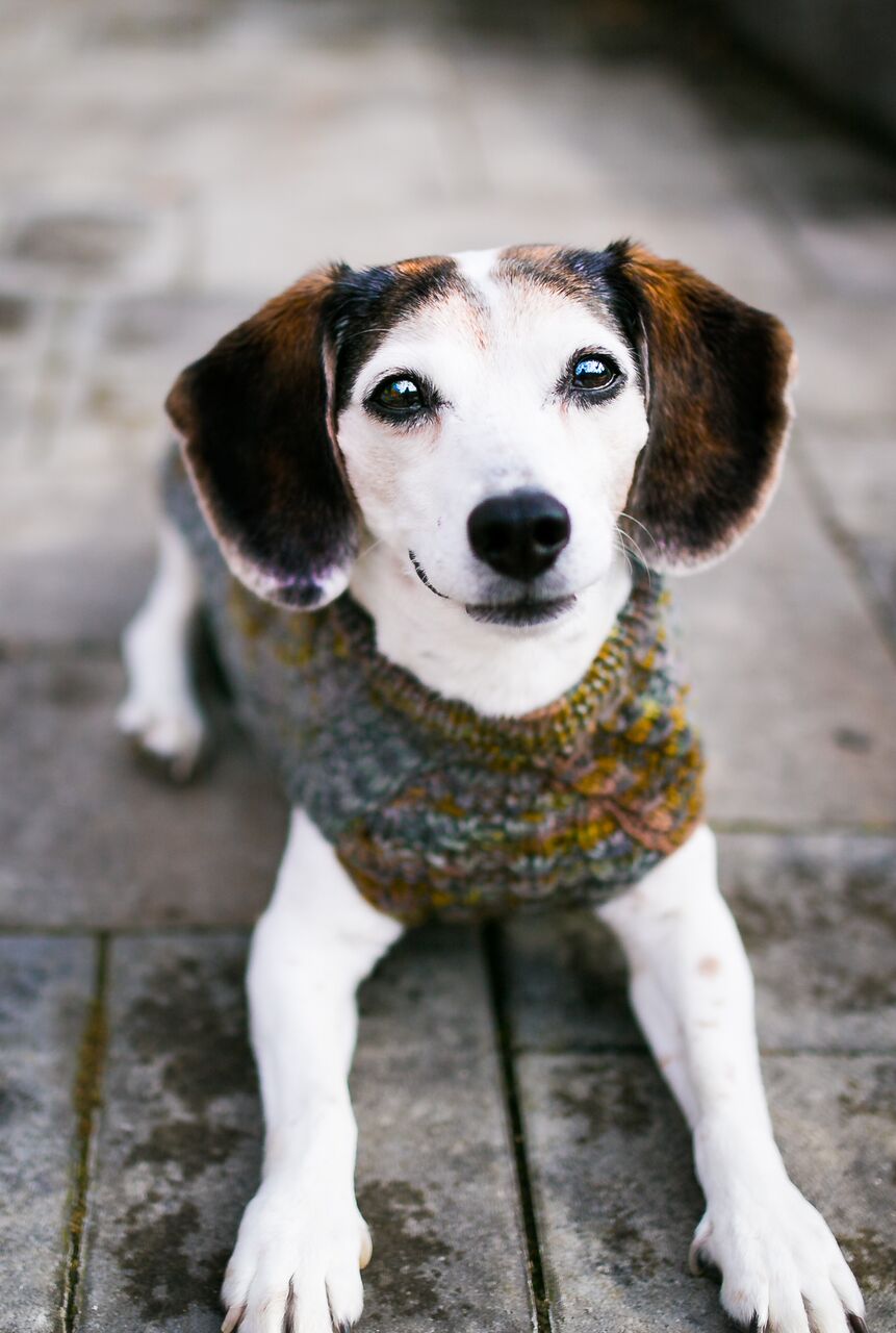 Cat & Dog Pet Sweaters in Flushing - VERY LIMITED QUANTITY AND LAST OF THIS COLORWAY!