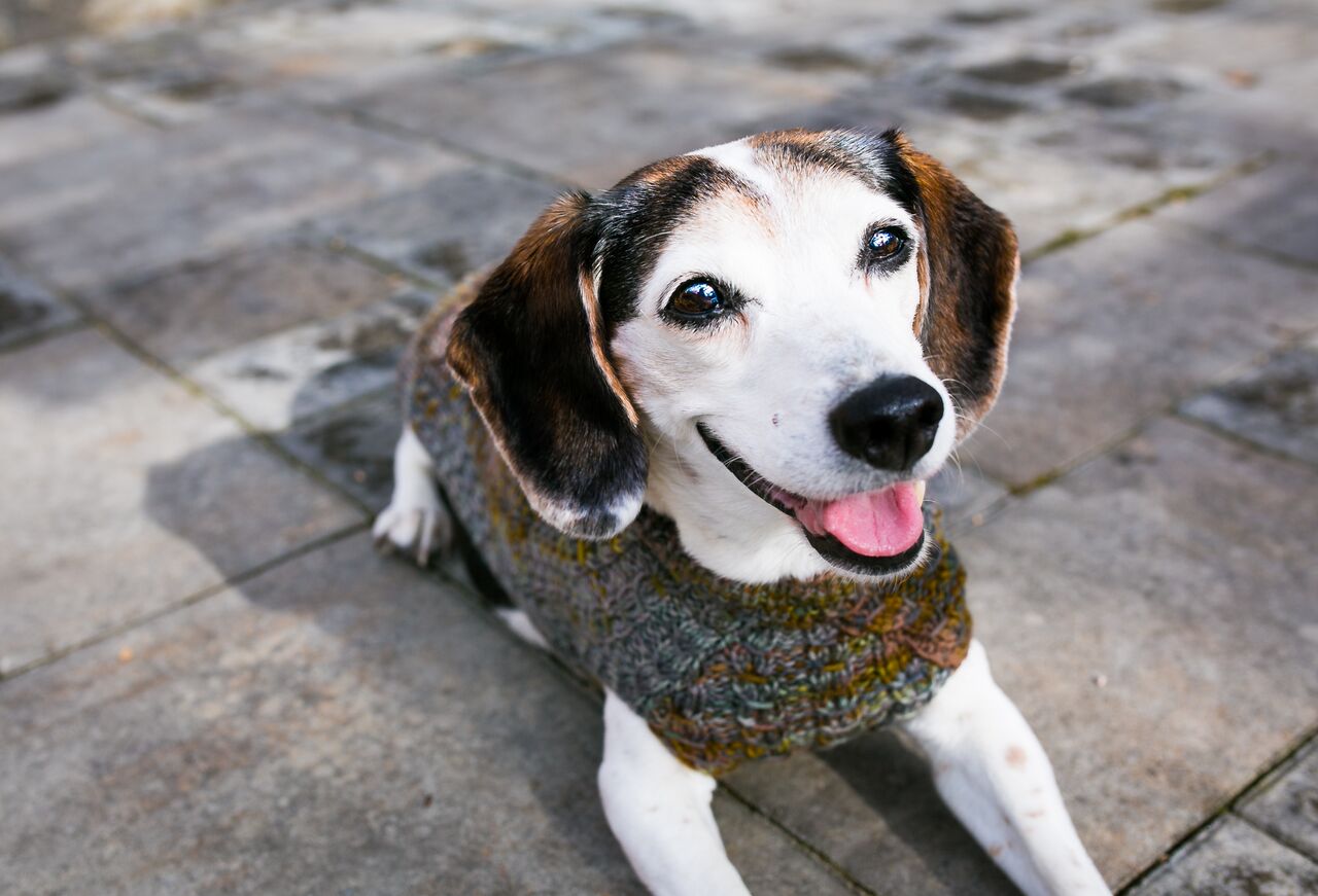 Cat & Dog Pet Sweaters in Flushing - VERY LIMITED QUANTITY AND LAST OF THIS COLORWAY!