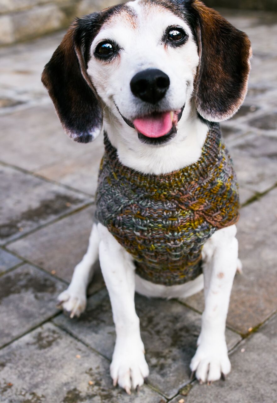 Cat & Dog Pet Sweaters in Flushing - VERY LIMITED QUANTITY AND LAST OF THIS COLORWAY!