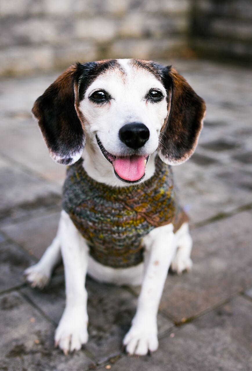 Cat & Dog Pet Sweaters in Flushing - VERY LIMITED QUANTITY AND LAST OF THIS COLORWAY!