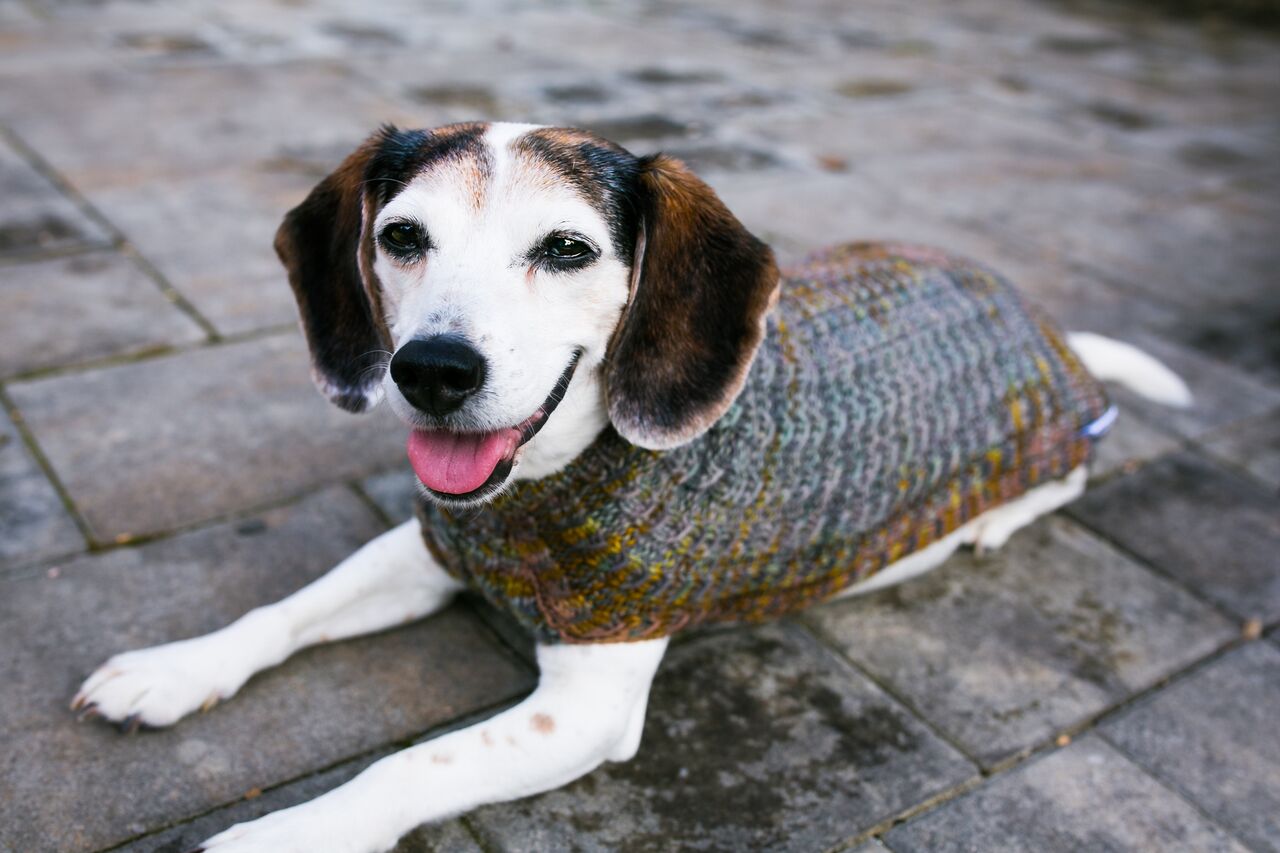 Cat & Dog Pet Sweaters in Flushing - VERY LIMITED QUANTITY AND LAST OF THIS COLORWAY!