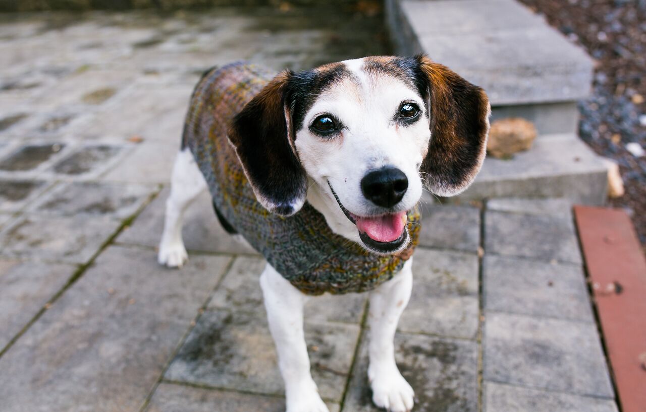 Cat & Dog Pet Sweaters in Flushing - VERY LIMITED QUANTITY AND LAST OF THIS COLORWAY!