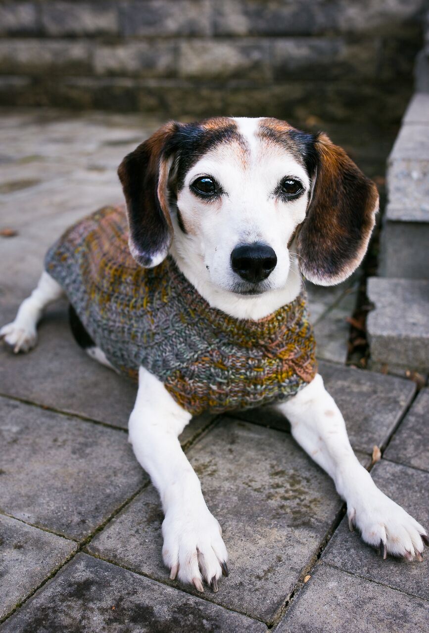 Cat & Dog Pet Sweaters in Flushing - VERY LIMITED QUANTITY AND LAST OF THIS COLORWAY!