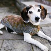 Cat & Dog Pet Sweaters in Flushing - VERY LIMITED QUANTITY AND LAST OF THIS COLORWAY!