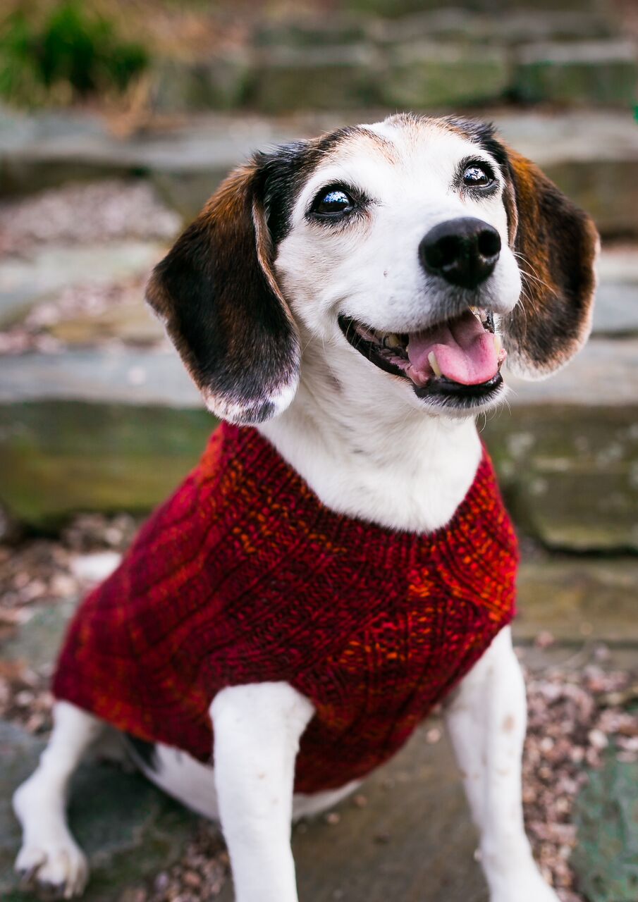 Cat & Dog Pet Sweaters in Lava Flow - LAST OF THIS COLORWAY!