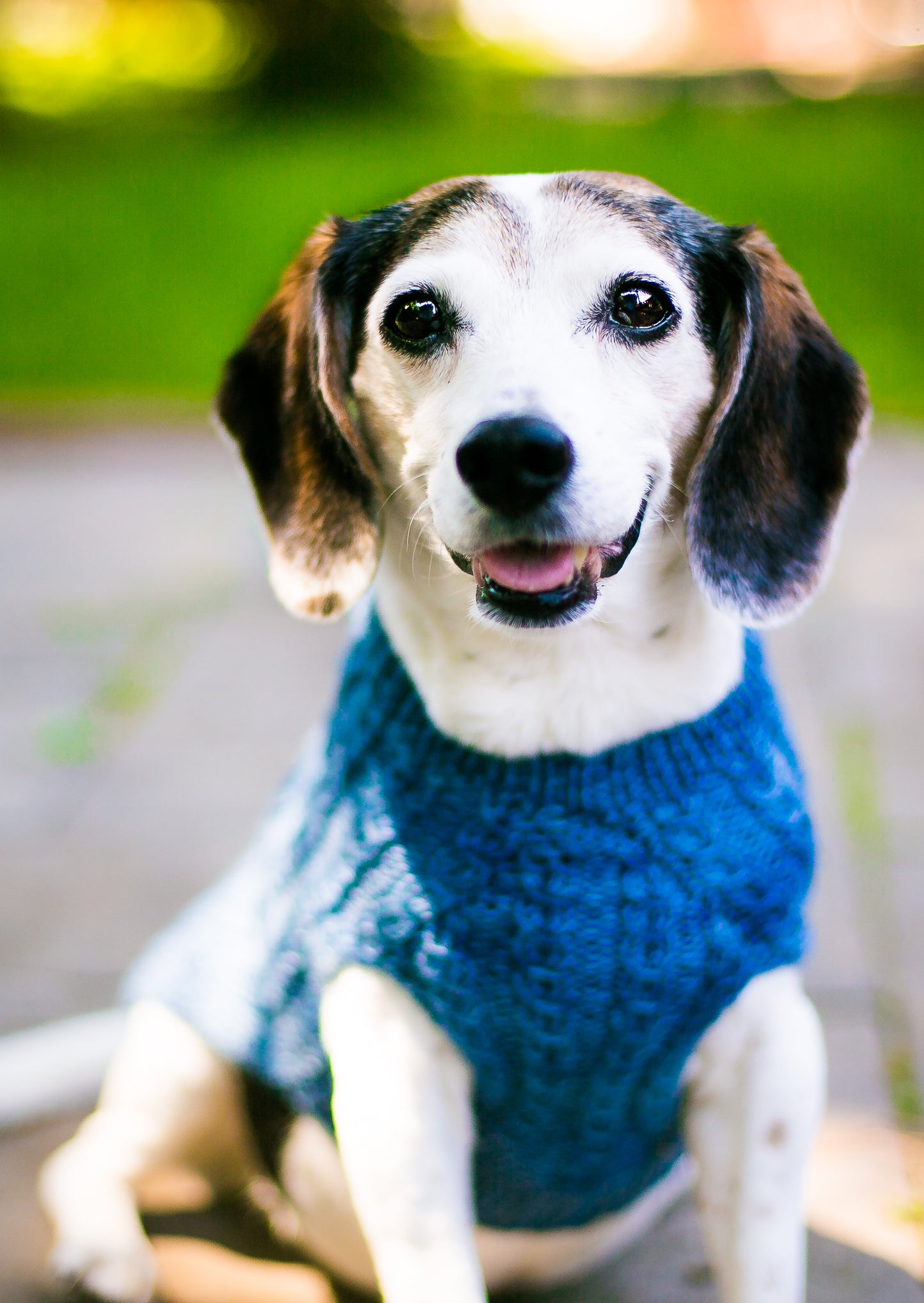 Cat & Dog Pet Sweaters in Naperville - LAST OF THIS COLORWAY!