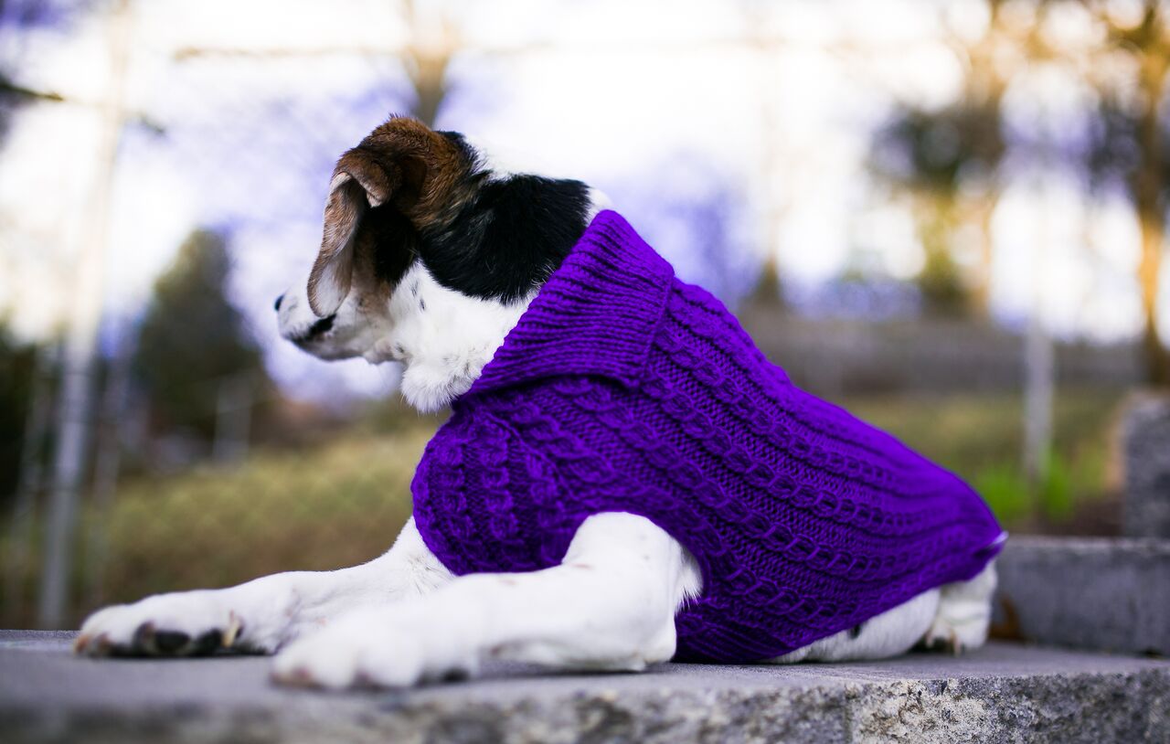 Cat & Dog Pet Sweaters in Perky - VERY LIMITED QUANTITY AND LAST OF THIS COLORWAY!