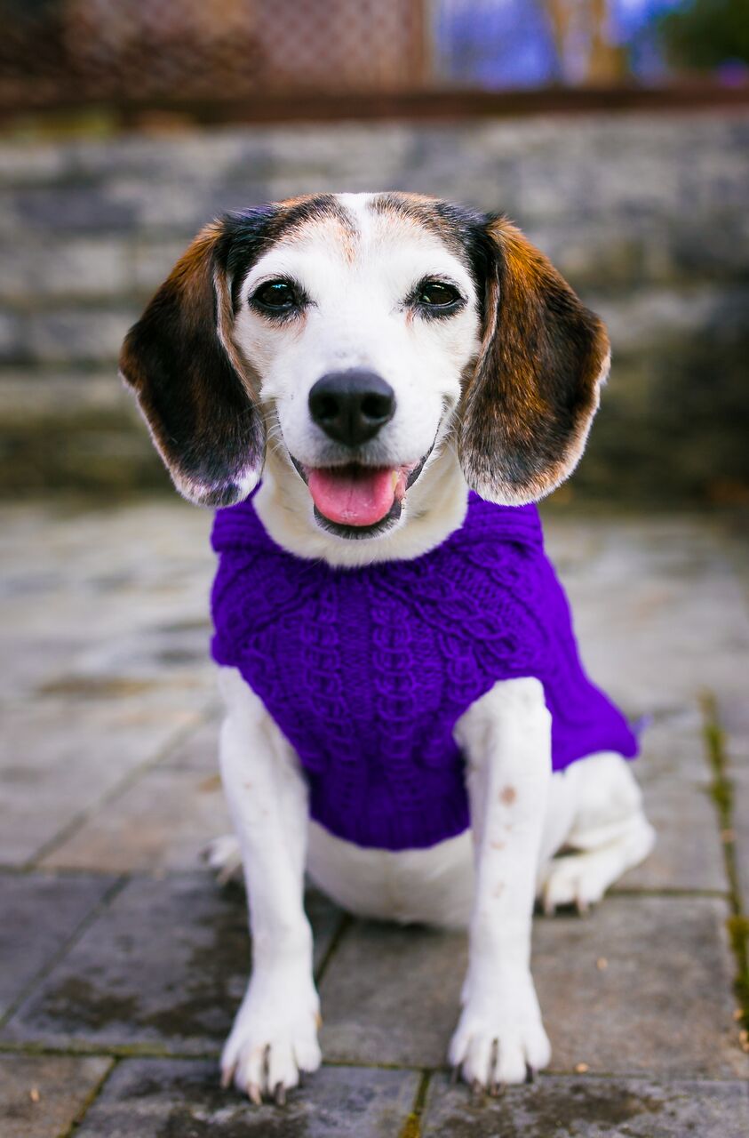 Cat & Dog Pet Sweaters in Perky - VERY LIMITED QUANTITY AND LAST OF THIS COLORWAY!