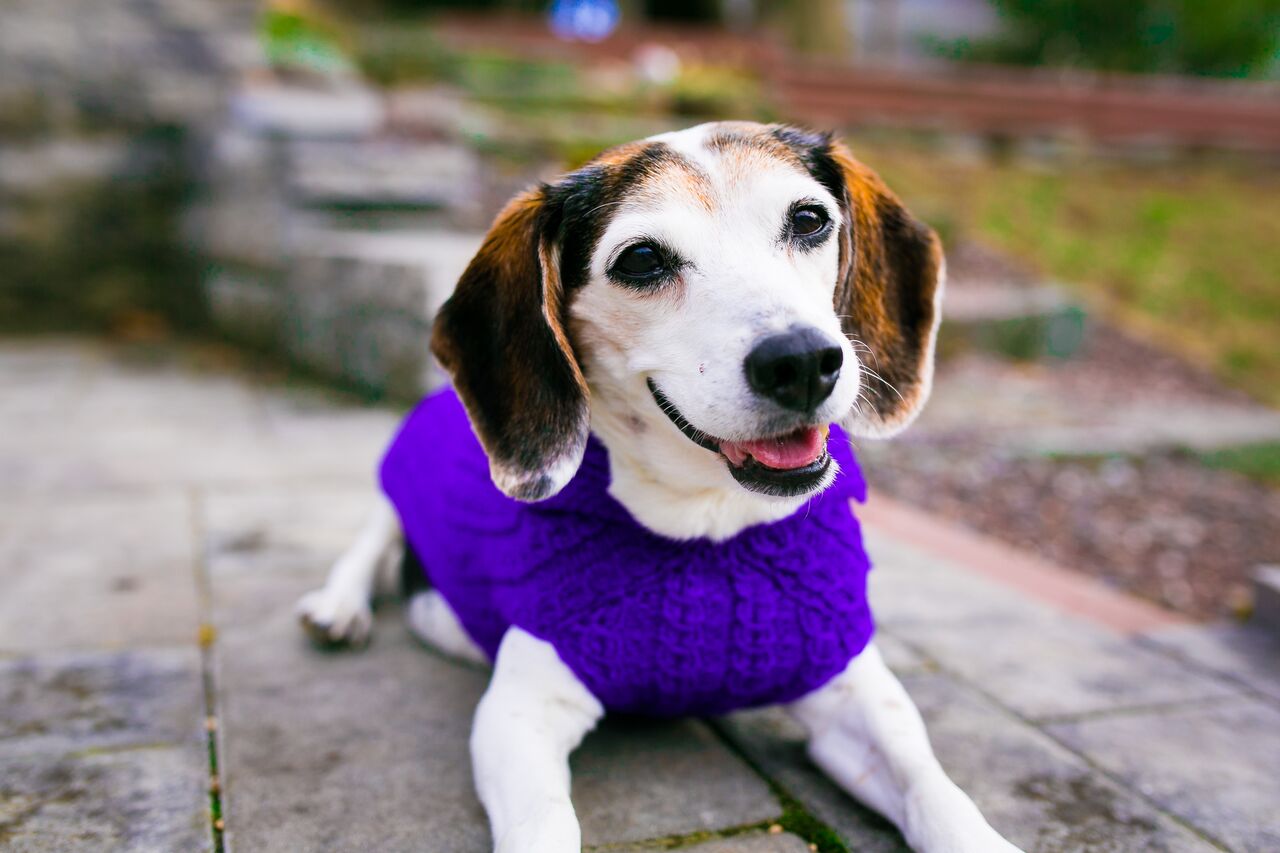 Cat & Dog Pet Sweaters in Perky - VERY LIMITED QUANTITY AND LAST OF THIS COLORWAY!