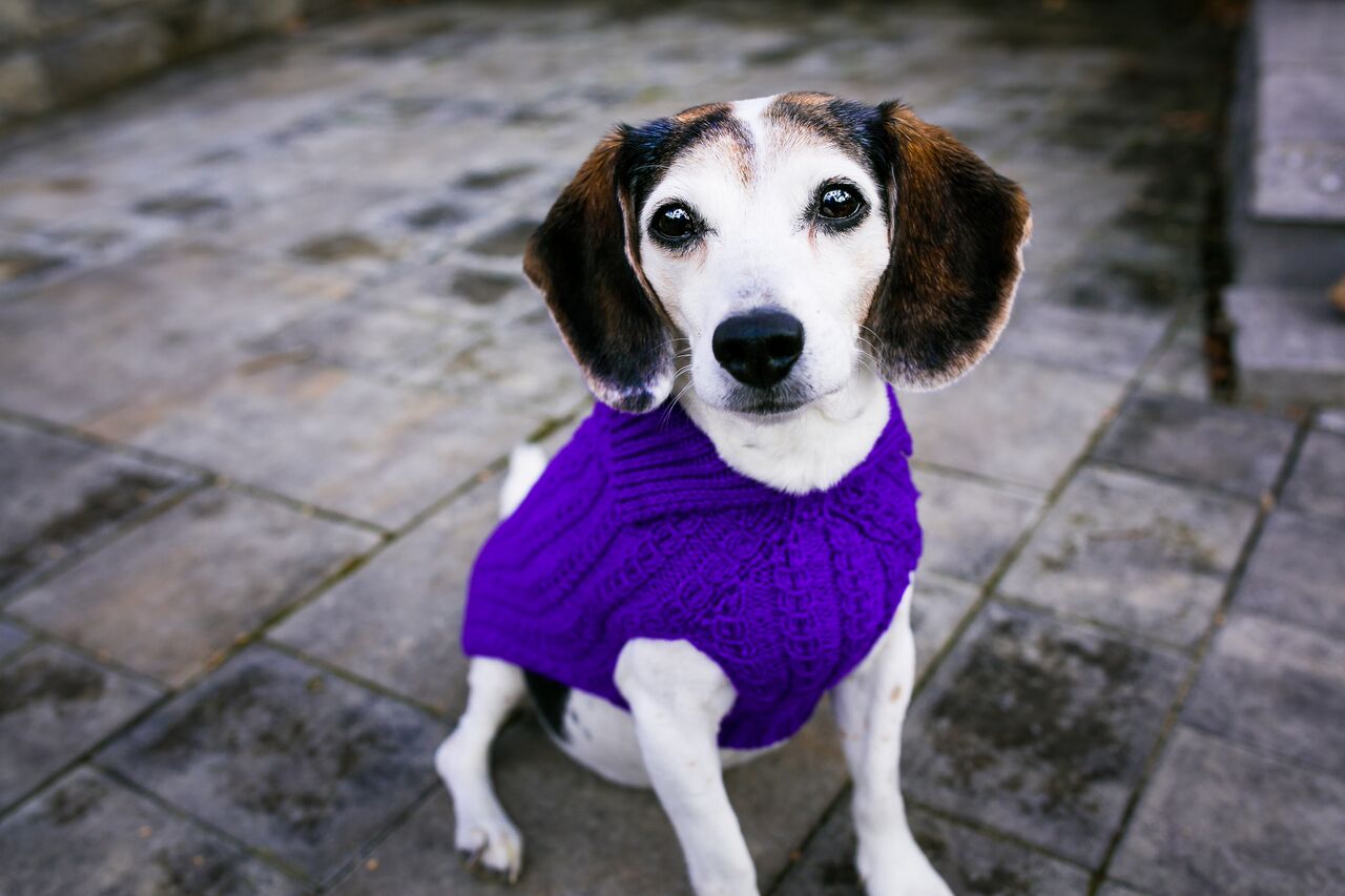 Cat & Dog Pet Sweaters in Perky - VERY LIMITED QUANTITY AND LAST OF THIS COLORWAY!