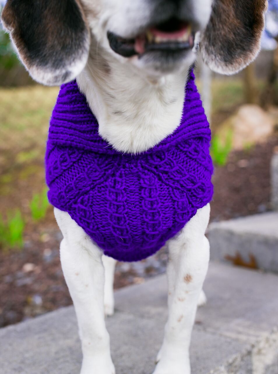 Cat & Dog Pet Sweaters in Perky - VERY LIMITED QUANTITY AND LAST OF THIS COLORWAY!