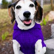Cat & Dog Pet Sweaters in Perky - VERY LIMITED QUANTITY AND LAST OF THIS COLORWAY!