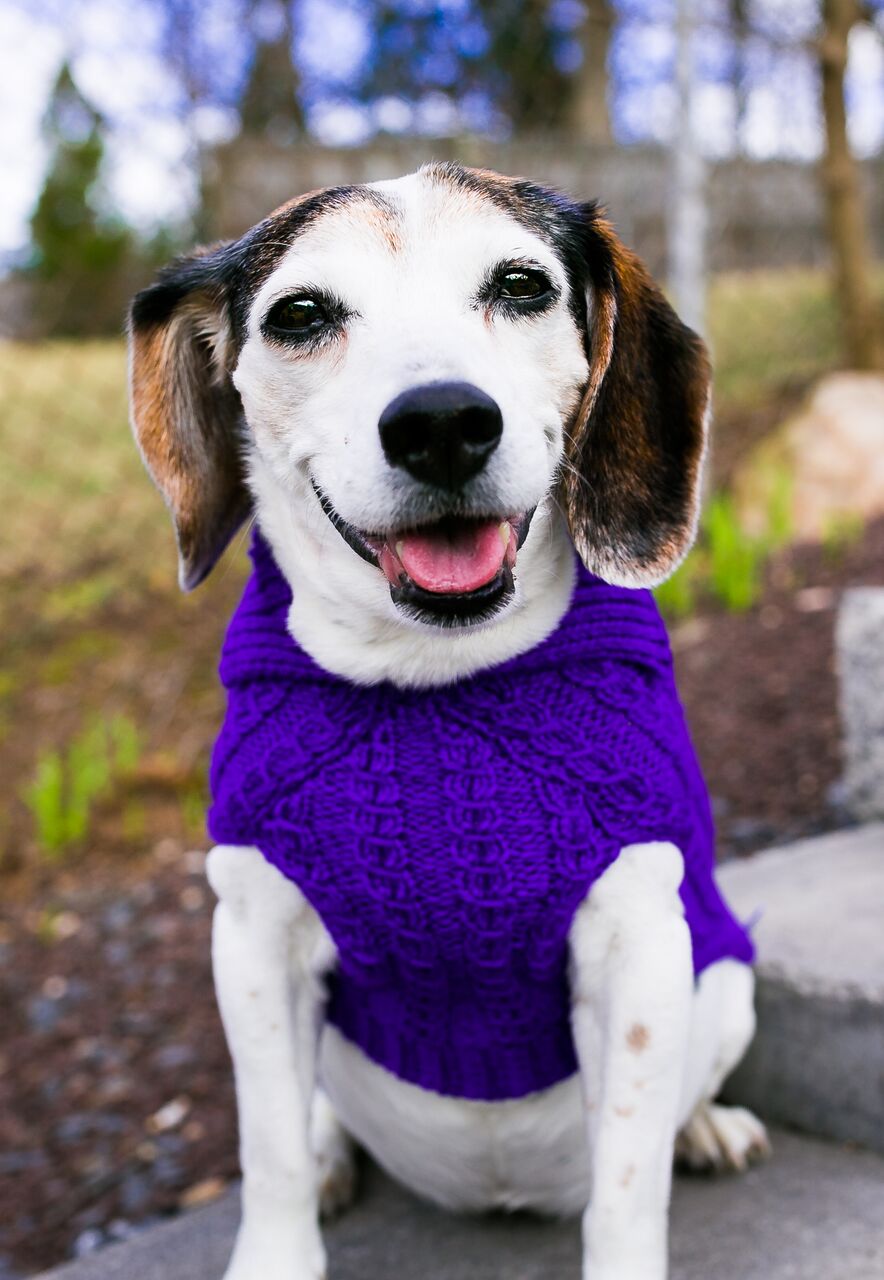 Cat & Dog Pet Sweaters in Perky - VERY LIMITED QUANTITY AND LAST OF THIS COLORWAY!
