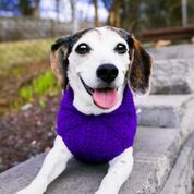 Cat & Dog Pet Sweaters in Perky - VERY LIMITED QUANTITY AND LAST OF THIS COLORWAY!