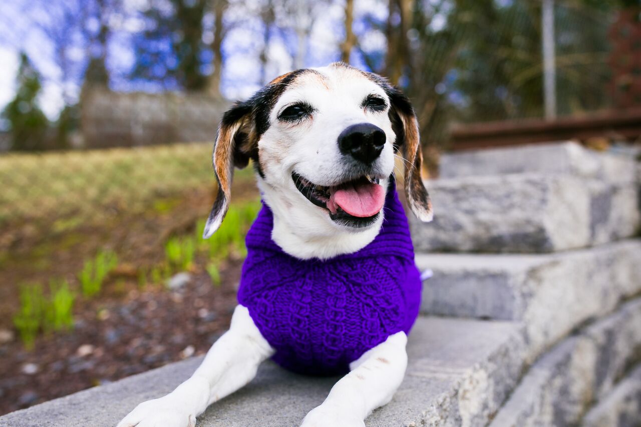 Cat & Dog Pet Sweaters in Perky - VERY LIMITED QUANTITY AND LAST OF THIS COLORWAY!
