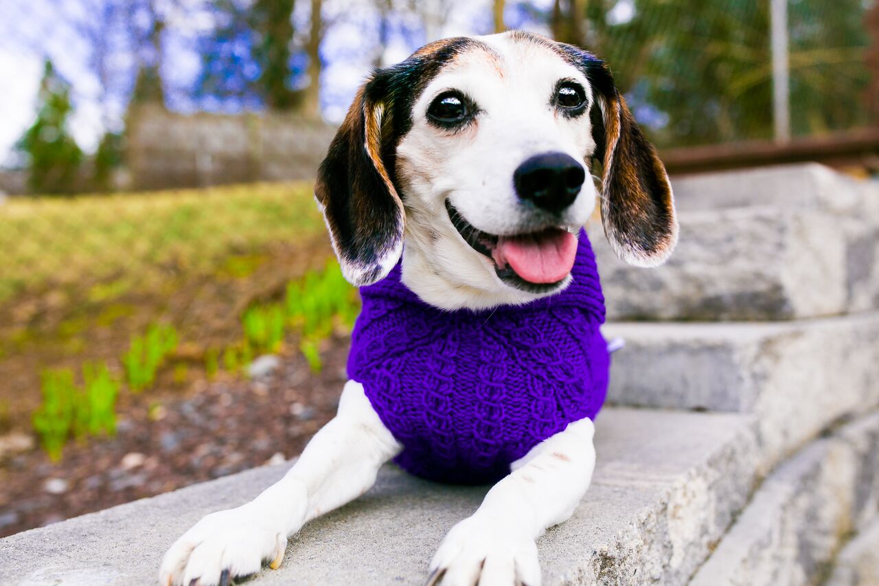 Cat & Dog Pet Sweaters in Perky - VERY LIMITED QUANTITY AND LAST OF THIS COLORWAY!