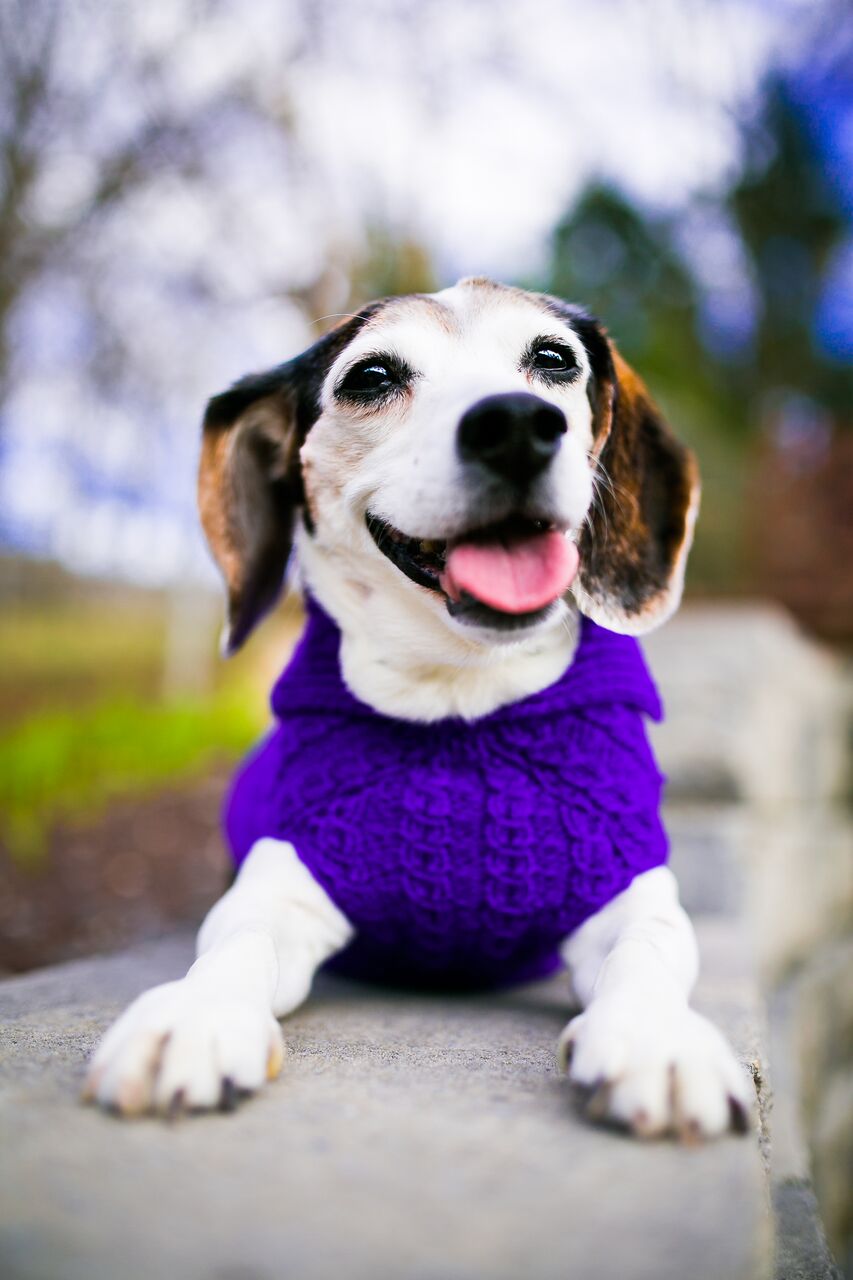 Cat & Dog Pet Sweaters in Perky - VERY LIMITED QUANTITY AND LAST OF THIS COLORWAY!