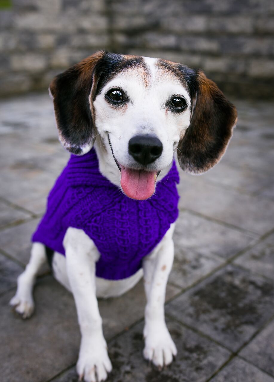 Cat & Dog Pet Sweaters in Perky - VERY LIMITED QUANTITY AND LAST OF THIS COLORWAY!