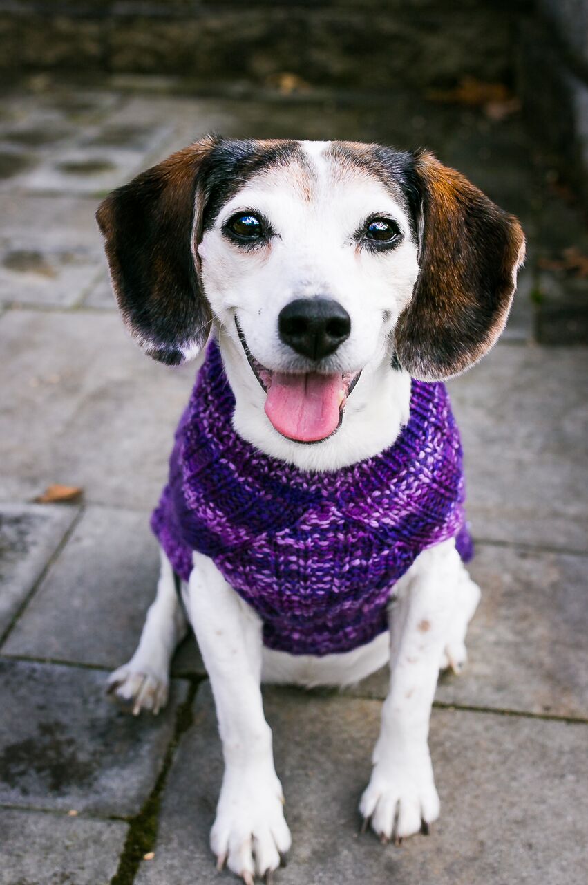 Cat & Dog Pet Sweaters in Purple Club - LAST OF THIS COLORWAY!