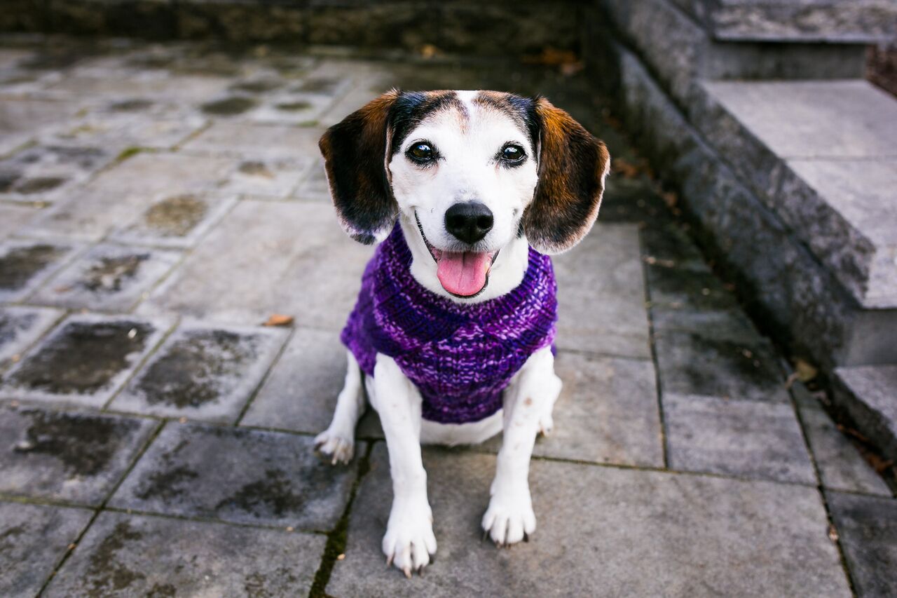 Cat & Dog Pet Sweaters in Purple Club - LAST OF THIS COLORWAY!