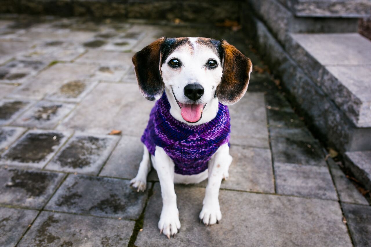 Cat & Dog Pet Sweaters in Purple Club - LAST OF THIS COLORWAY!