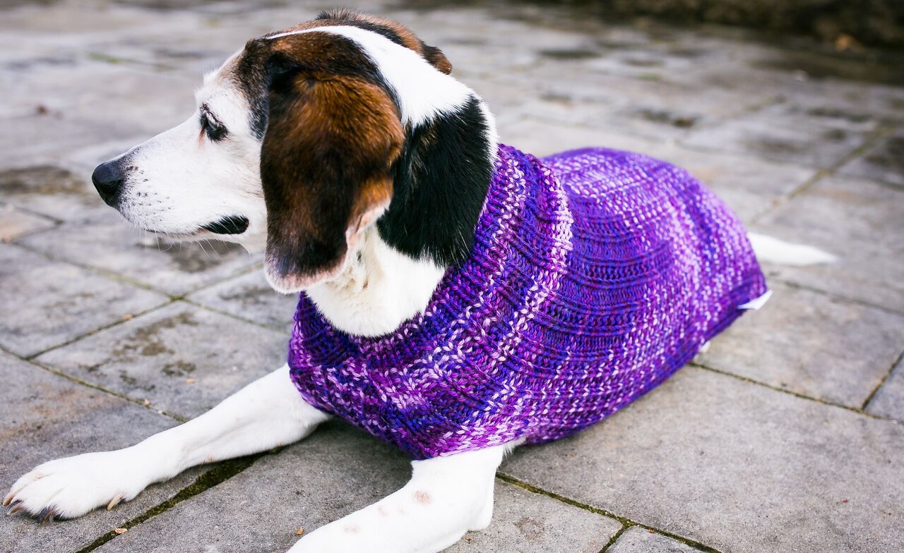 Cat & Dog Pet Sweaters in Purple Club - LAST OF THIS COLORWAY!