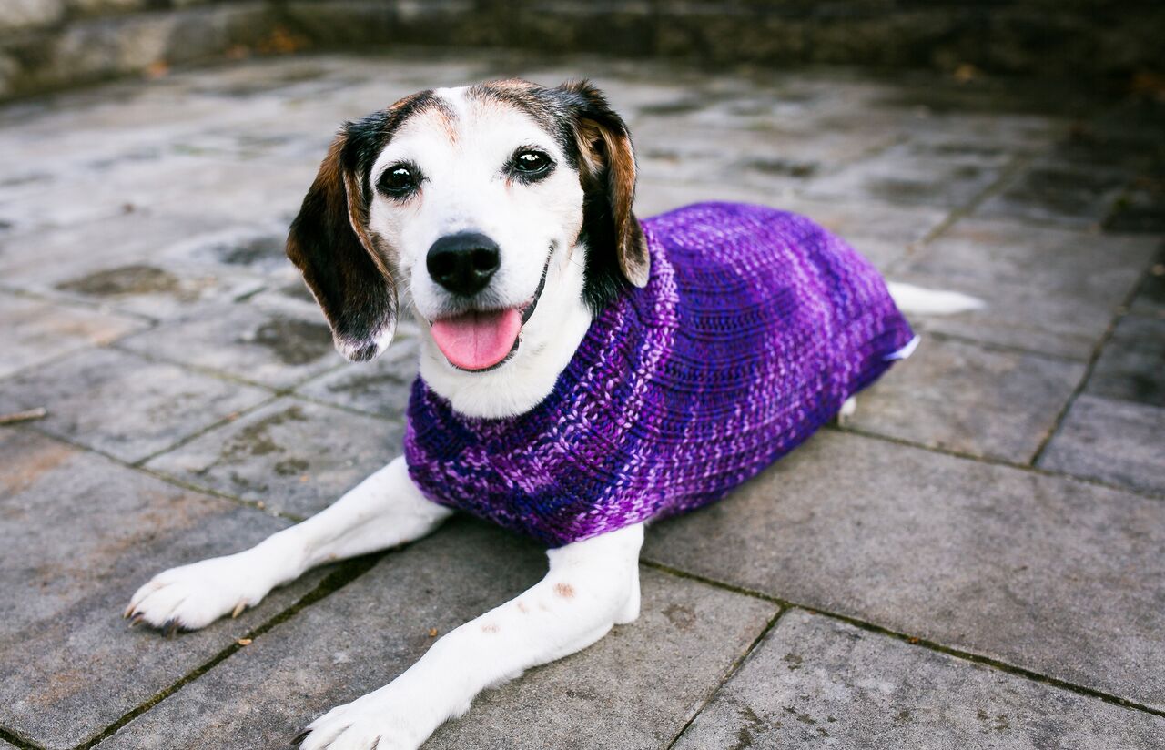 Cat & Dog Pet Sweaters in Purple Club - LAST OF THIS COLORWAY!