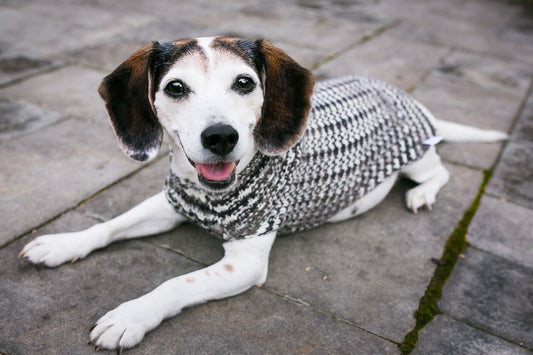 Cat & Dog Pet Sweaters in Shadow - LAST OF THIS COLORWAY!