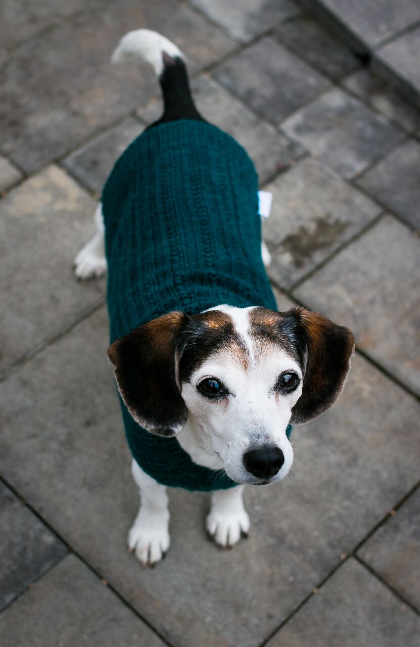 Cat & Dog Pet Sweaters in Waistcoat - LAST OF THIS COLORWAY!