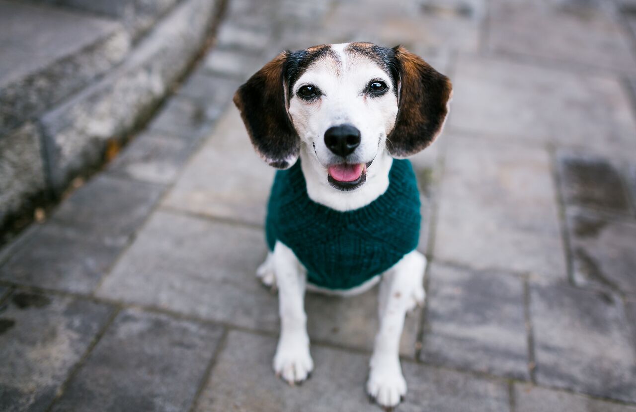 Cat & Dog Pet Sweaters in Waistcoat - LAST OF THIS COLORWAY!