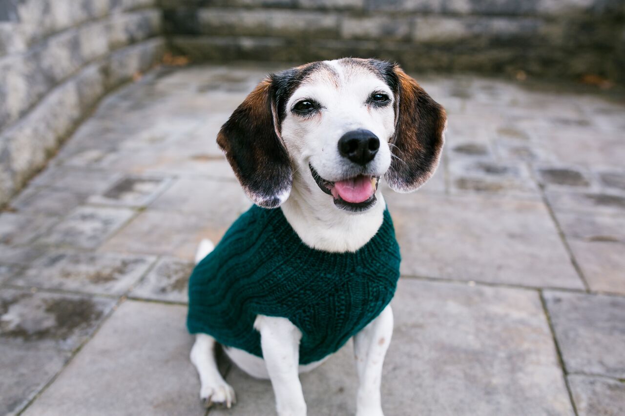 Cat & Dog Pet Sweaters in Waistcoat - LAST OF THIS COLORWAY!