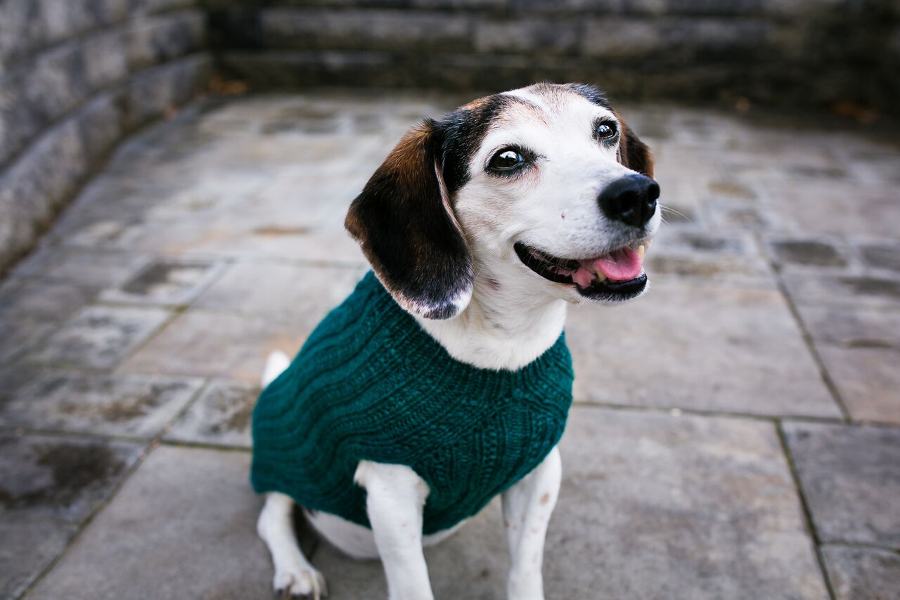 Cat & Dog Pet Sweaters in Waistcoat - LAST OF THIS COLORWAY!