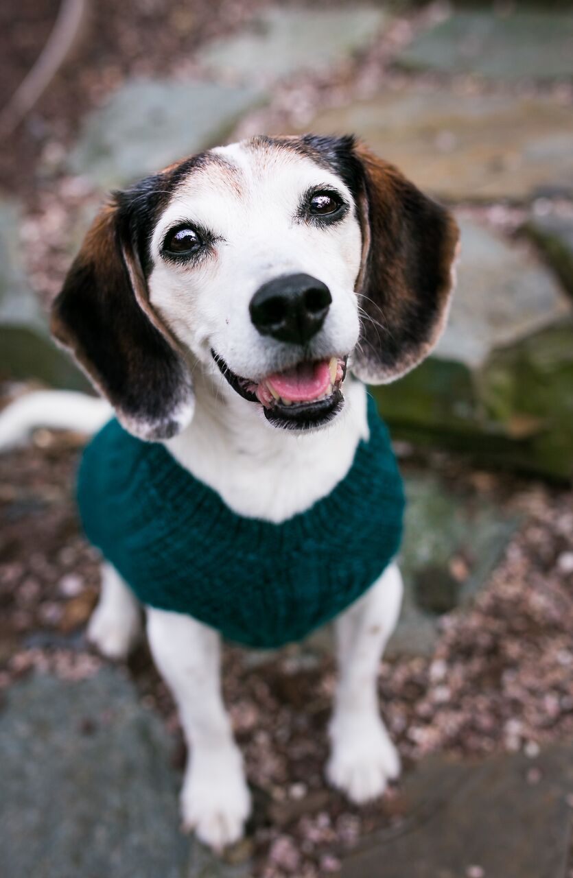 Cat & Dog Pet Sweaters in Waistcoat - LAST OF THIS COLORWAY!