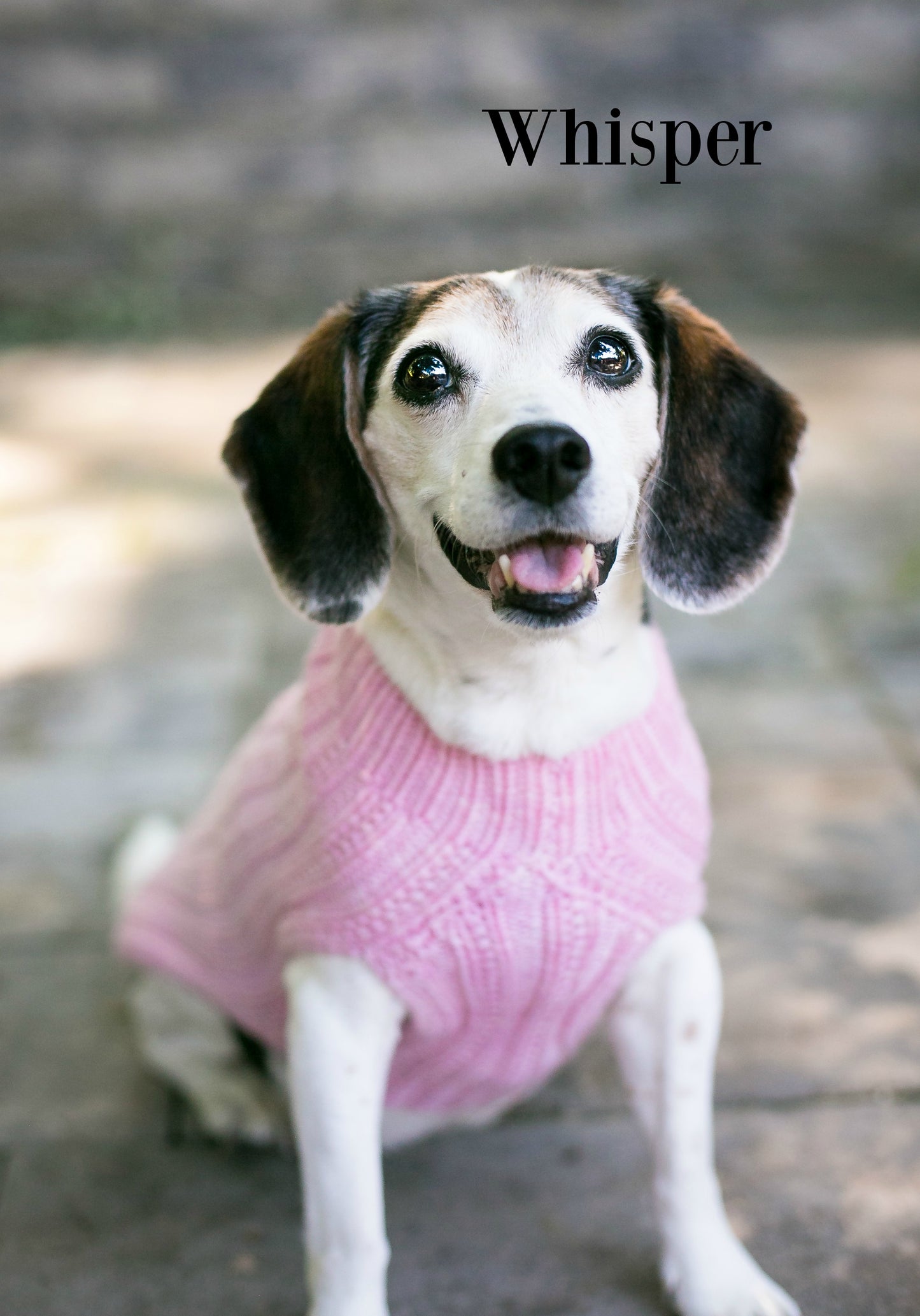 Cat & Dog Pet Sweaters Size Medium READY TO SHIP