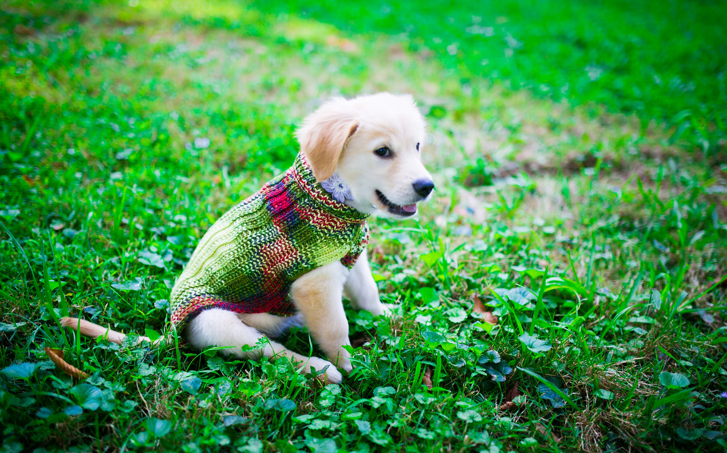 Cat & Dog Pet Sweaters in Zombie BBQ - LAST OF THIS COLORWAY!